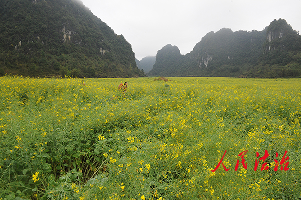 5百色市田阳县巴某村加旭屯的大片油菜花美景。.JPG