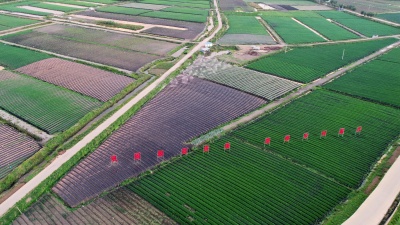 鲁甸香葱种植基地。  12月8日 丁世新摄 (10)_proc_副本.jpg