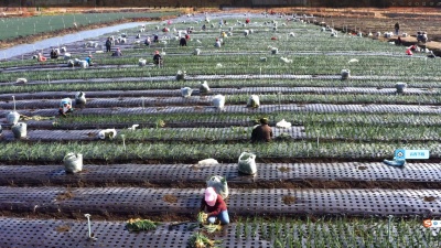 村民正在香葱基地上劳作  12月8日摄_proc_副本.jpg