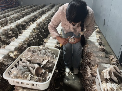 村民正在采收食用菌 。12月7日摄_proc_副本.jpg