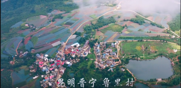 春末限定！鲁黑村无刺黄泡采摘，解锁田园诗意时光